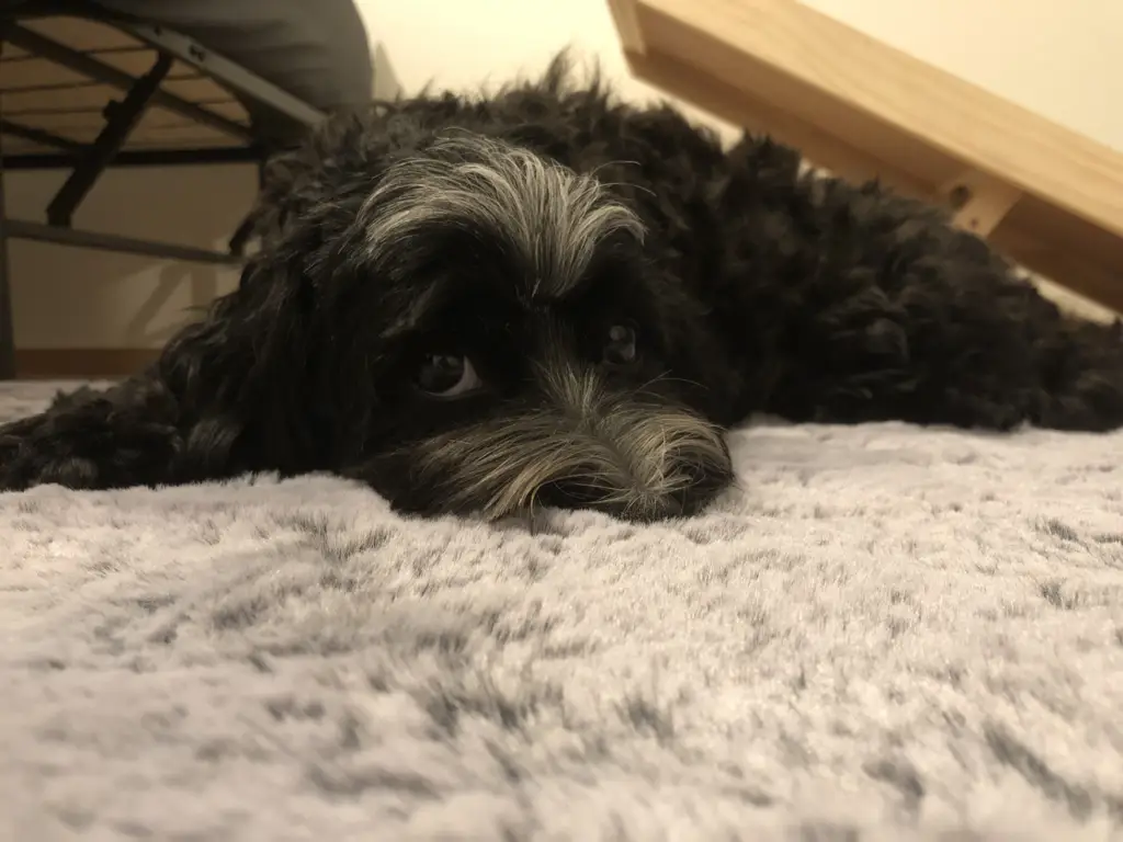 unser neuer schulhund Mali